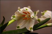 Leucojum vernum